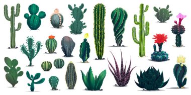 Mexican and desert cactuses. Cartoon prickly succulent plants with flowers. Mexico, Peru or Texas dessert flora and plants, isolated vector cactuses types, blooming succulents with flowers