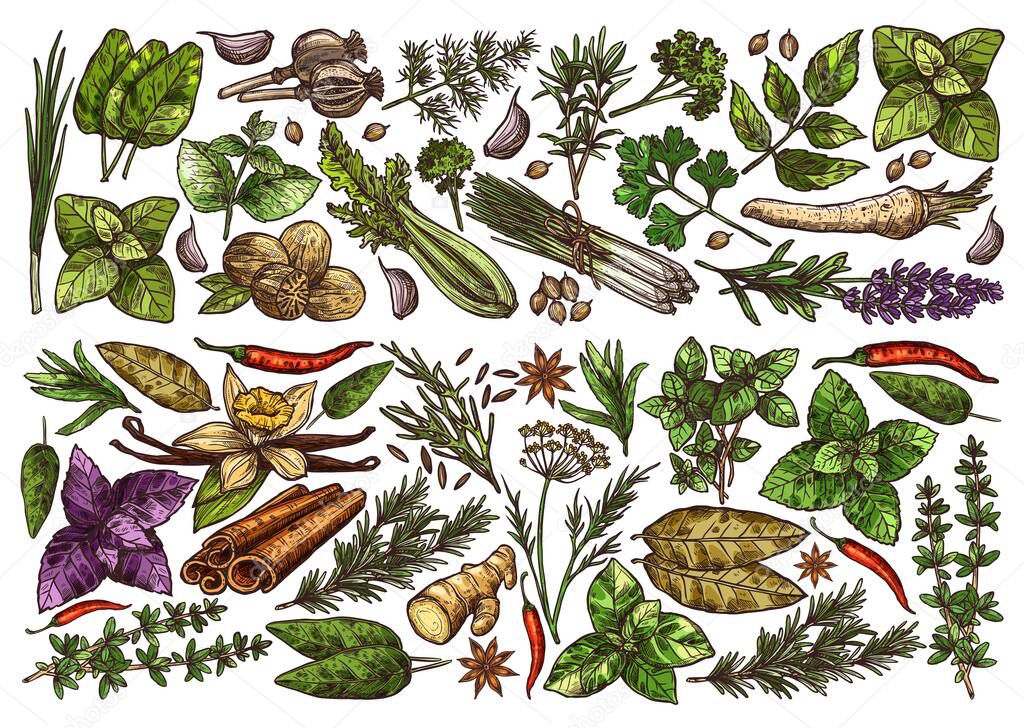 Spices, herbs and seasonings sketch background. Sorrel, lemongrass, oregano and melissa, nutmeg, poppy, coriander and savory, cilantro, parsley and horseradish, lavender, chili vector kitchen herbs