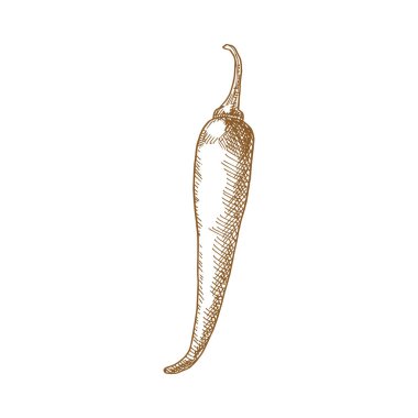Chili pepper isolated vegetable sketch. Vector Jalapeno or Cayenne, spicy vegetable food condiment