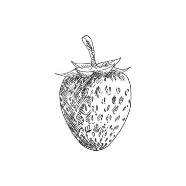 Wild or garden strawberry fruit isolated berry monochrome sketch. Vector summer food dessert