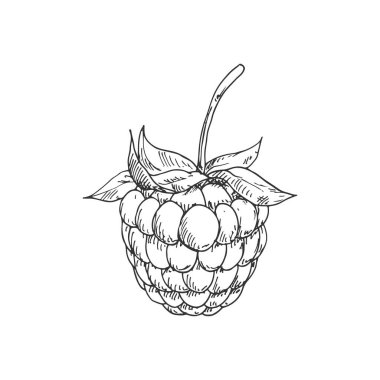 Raspberry or blackberry monochrome sketch. Vector summer berry, vegetarian food dessert