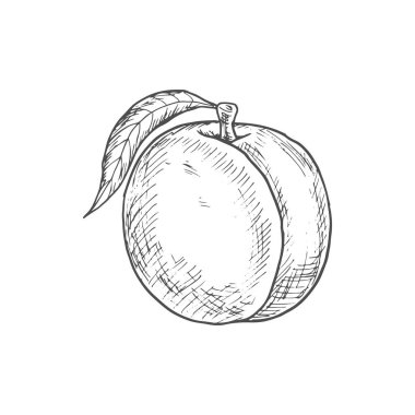 Peach fruit sketch. Vector isolated whole natural peach fruit