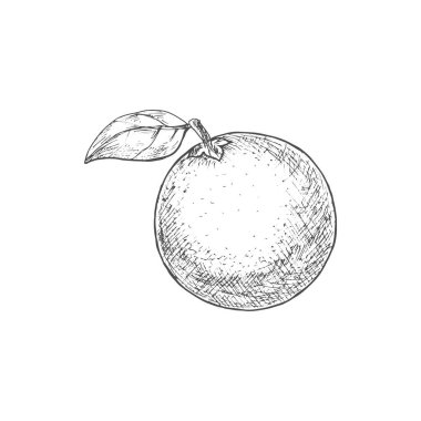 Turuncu tropik meyve. Vektör egzotik portakal veya mandalina turunçgil meyvesi çizimi