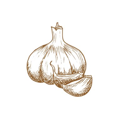 Garlic bulb isolated vegetable sketch. Vector hand drawn pungent-tasting organic spice condiment