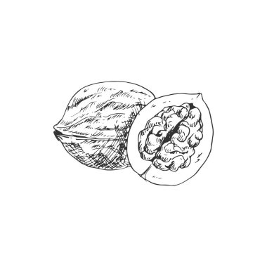 Walnut fruit isolated sketch of whole nut and kernel. Vector opened nutshell of nut, vegetarian food