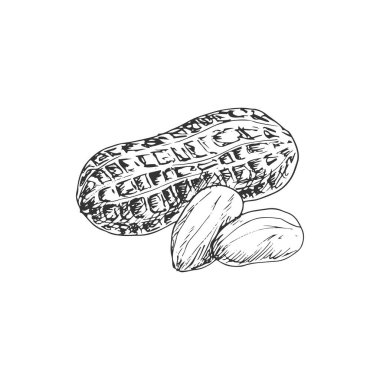 Peanut isolated groundnut in shell monochrome sketch. Vector shelled nut with kernel, snack food