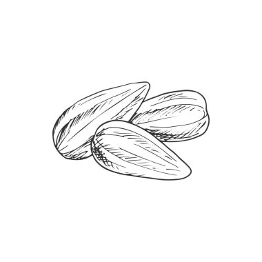 Almond nut or sunflower seeds isolated. Vector vegetarian food snack, roasted nuts
