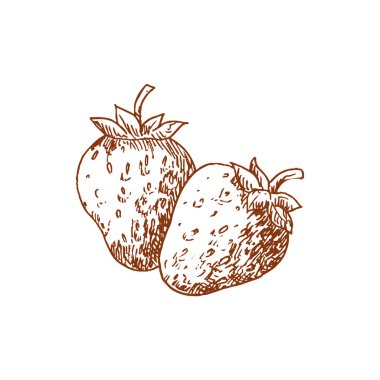 Strawberry fruit isolated berry sketch. Vector summer food garden or wild forest strawberries