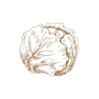 Cabbage head isolated monochrome sketch. Vector vegetable, healthy organic food, autumn agriculture harvest