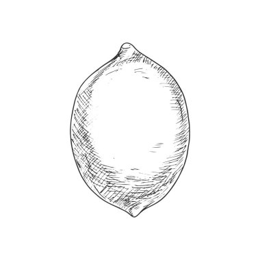 Limonlu meyve eskizi. Vektör organik doğal limon ya da limonlu turunç meyvesi izole etmiş.