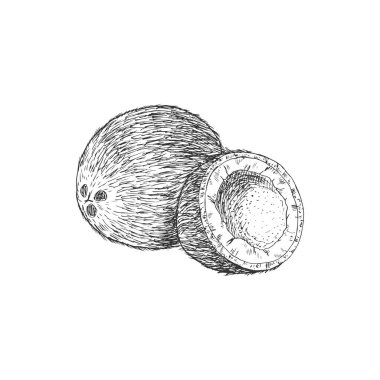 Coconut isolated fruit of tropical palm tree. Vector whole exotic nut, oil and milk ingredient
