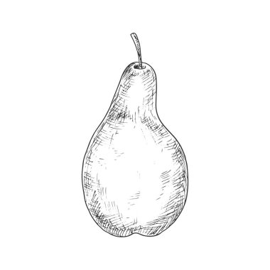Armut çizimi, vektör izole meyve. Doğal sağlıklı tarım armut meyve ikonu