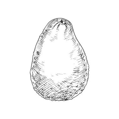 Avocado or alligator pear isolated mexican fruit sketch. Vector guacamole food ingredient