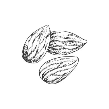 Almond nut with leaf isolated monochrome icon. Vector kernels, vegetarian food snack