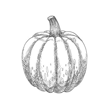 Squash or pumpkin isolated monochrome vegetable. Vector vegetarian pumpkin food