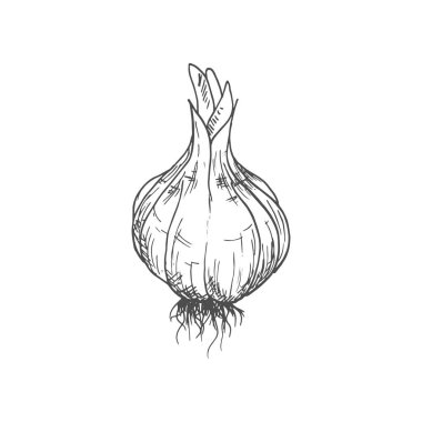 Garlic bulb isolated vegetable sketch. Vector hand drawn pungent-tasting organic spice condiment