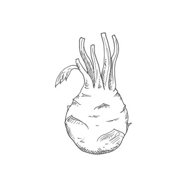 Kohlrabi cabbage isolated sketch. Vector vegetable, whole monochrome kohlrabi
