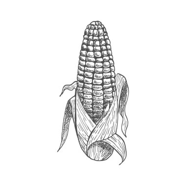Maize corn cob with leaves isolated vector sketch. Vector sweetcorn vegetarian food, cereal grain