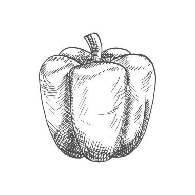 Bell or sweet pepper capsicum vector isolated sketch. Bulgarian bell pepper, hand drawn vegetable