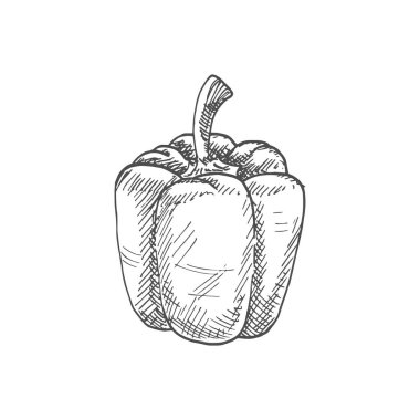 Bell or sweet pepper capsicum vector isolated sketch. Bulgarian bell pepper, hand drawn vegetable