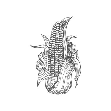 Maize corn cob with leaves isolated vector sketch. Vector sweetcorn vegetarian food, cereal grain