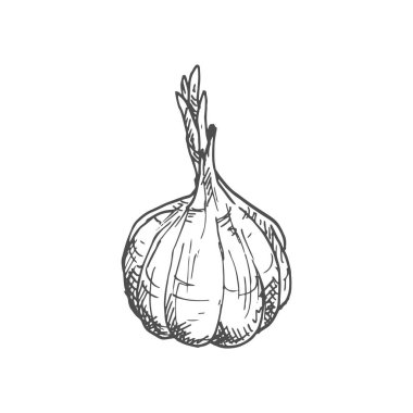 Garlic bulb isolated vegetable sketch. Vector hand drawn pungent-tasting organic spice condiment
