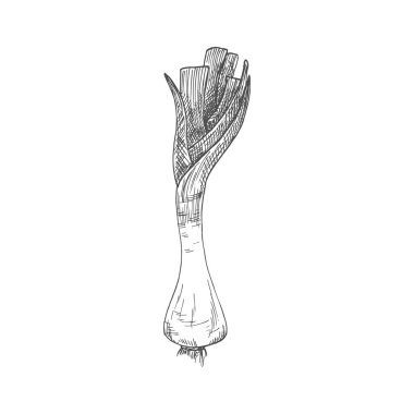 Onion bulb vector isolated sketch. Vector raw vegetable, whole root seasoning with leaves