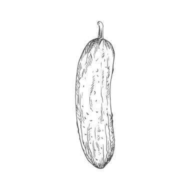 Whole cucumber isolated vegetable sketch. Vector pickle or gherkin cucumber