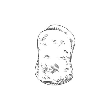 Old potato isolated vegetable sketch. Vector vegetarian food, tuber uncooked root