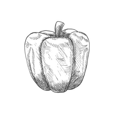 Bell or sweet pepper capsicum vector isolated sketch. Bulgarian bell pepper, hand drawn vegetable