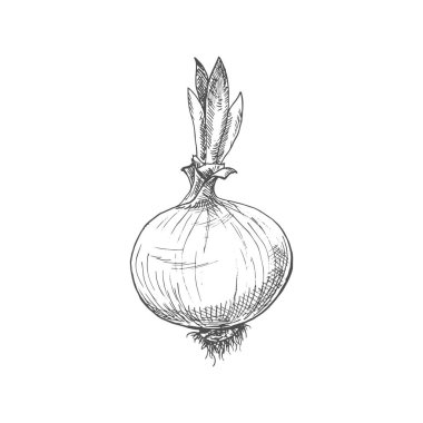 Onion bulb with leaves isolated monochrome sketch. Vector turnip food, raw vegetable plant
