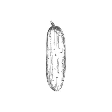 Whole cucumber isolated vegetable sketch. Vector pickle or gherkin cucumber
