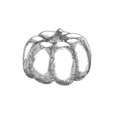 Squash or pumpkin isolated monochrome vegetable. Vector vegetarian pumpkin food