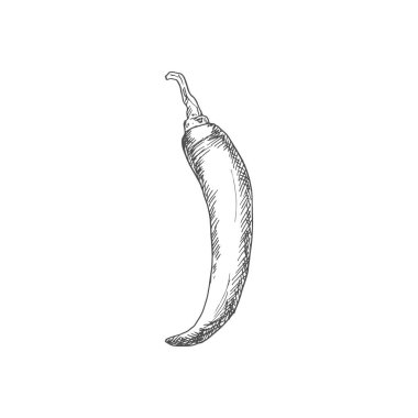 Chili pepper isolated vegetable sketch. Vector Jalapeno or Cayenne, spicy vegetable food condiment