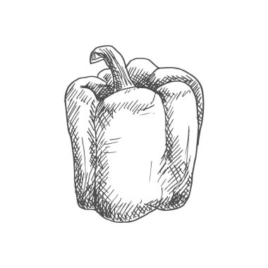 Bell or sweet pepper capsicum vector isolated sketch. Bulgarian bell pepper, hand drawn vegetable
