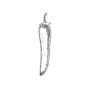 Chili pepper isolated vegetable sketch. Vector Jalapeno or Cayenne, spicy vegetable food condiment