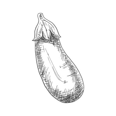 Aubergine vegetable, eggplant isolated vector. Vector monochrome fruit of brinjal, hand drawn