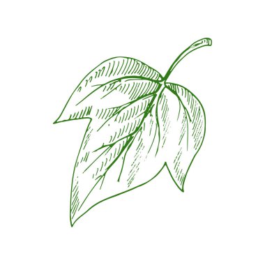 Green poplar leaf isolated sketch. Vector autumn or summer foliage, sycamore leafage