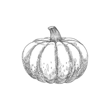Squash or pumpkin isolated monochrome vegetable. Vector vegetarian pumpkin food