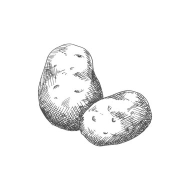 Old potato isolated vegetable sketch. Vector vegetarian food, tuber uncooked root