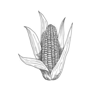 Maize corn cob with leaves isolated vector sketch. Vector sweetcorn vegetarian food, cereal grain