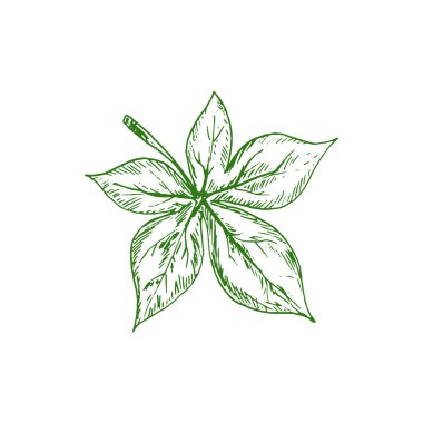 Horsechestnut Buckeye green leaf isolated sketch. Vector green spring or summer foliage