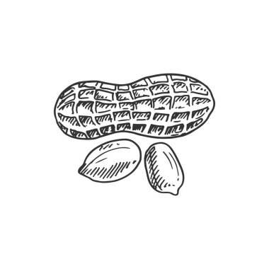 Groundnut isolated monochrome peanut sketch. Vector nut in shell and pilled kernels, legume food