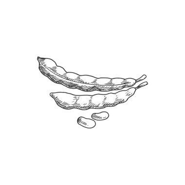 Bob legumes, isolated beans and pea pods. Vector legume food sketch, vegetable plant