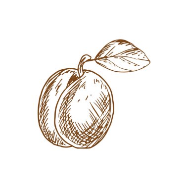 Taze sulu erik meyvesi çizimi beyaz arkaplanda izole edildi