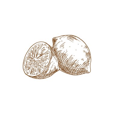 Limonlu meyve eskizi. Vektör organik doğal limon ya da limonlu turunç meyvesi izole etmiş.
