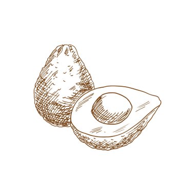 Avocado or alligator pear isolated mexican fruit sketch. Vector guacamole food ingredient