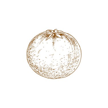 Turuncu tropik meyve. Vektör egzotik portakal veya mandalina turunçgil meyvesi çizimi