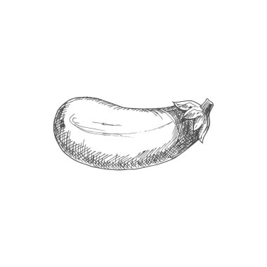 Aubergine vegetable, eggplant isolated vector. Vector monochrome fruit of brinjal, hand drawn