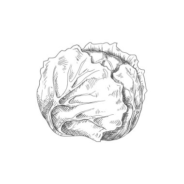 Cabbage head isolated monochrome sketch. Vector vegetable, healthy organic food, autumn agriculture harvest